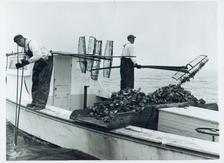 Chesapeake Bay Oyster History