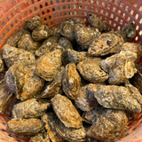 Haven Gold Oysters