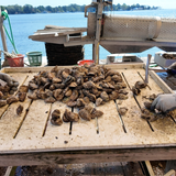 Haven Gold Oysters